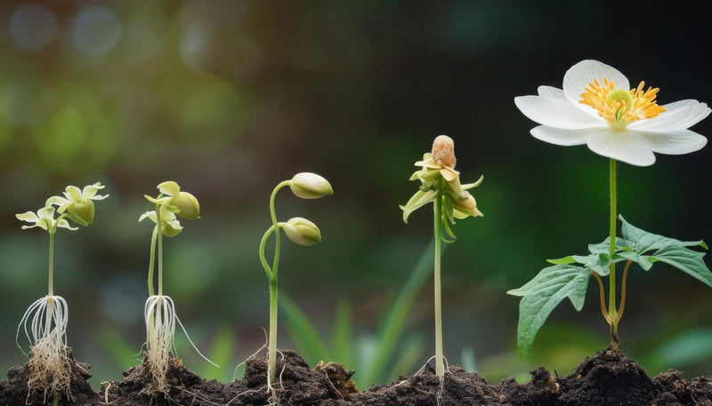 Fair for Life Certification: Cultivators Journey to Nurture People, Plants & the Planet